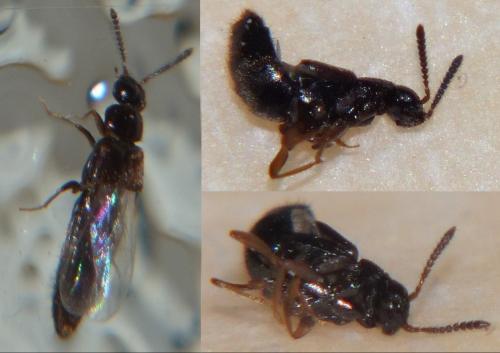 Réf. 247 444 : Aleocharinae inconnu